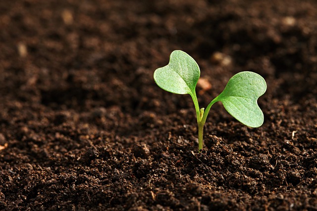 Parkinson's and optimism - photo of a plant in a garden for an analogy of gardening and neuroplasticity